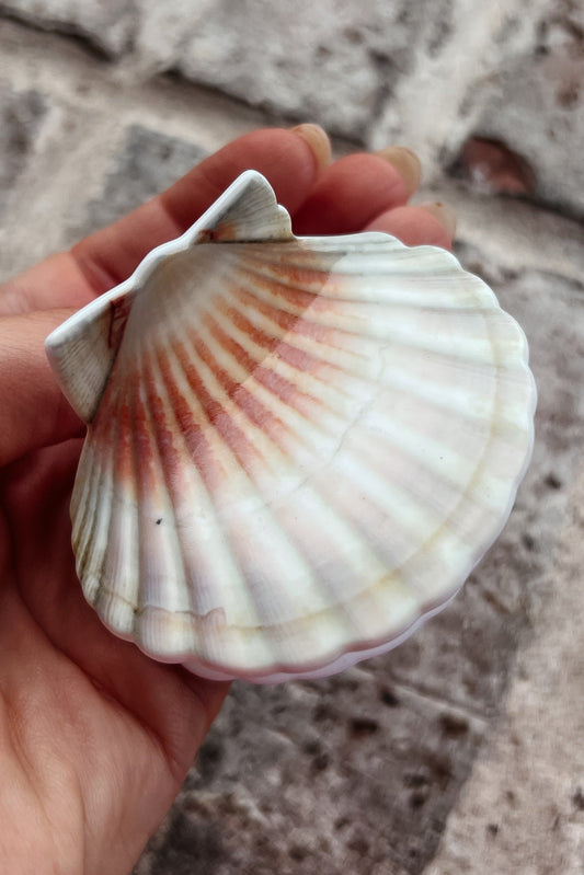 Seashell Claw Clip